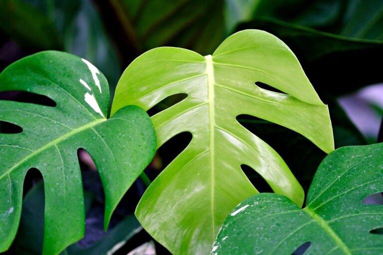 monstera2